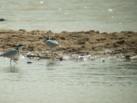 Egyptian Plover (Pluvianus aegyptius)