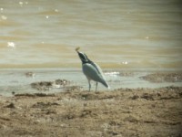 Egyptian Plover (Pluvianus aegyptius)