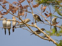 African Silverbill (Euodice cantans)