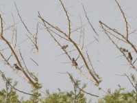 White-rumped Seedeater (Crithagra leucopygia)