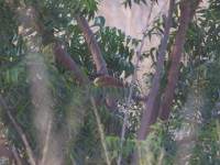 Senegal Coucal (Centropus senegalensis) Tono Dam