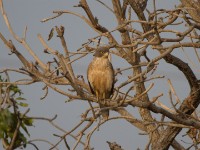 Grasshopper Buzzard (Butastur rufipennis)