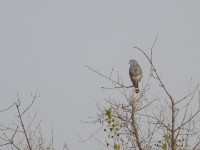Lizard Buzzard (Kaupifalco monogrammicus)