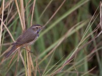Bluethroat (Luscinia svecica)