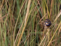 Bluethroat (Luscinia svecica)