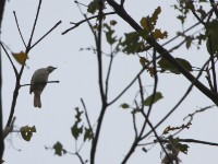 Slender-billed Greenbul (Stelgidillas gracilirostris)