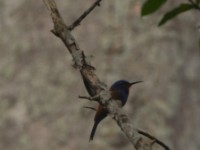 Blue-moustached Bee-eater (Merops mentalis)