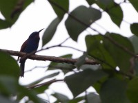 Blue-moustached Bee-eater (Merops mentalis)