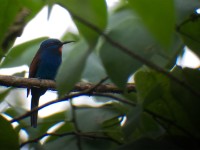Blue-moustached Bee-eater (Merops mentalis)
