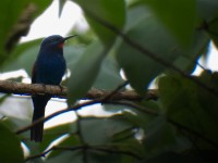 Blue-moustached Bee-eater (Merops mentalis)