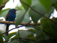 Blue-moustached Bee-eater (Merops mentalis)