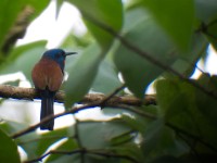 Blue-moustached Bee-eater (Merops mentalis)