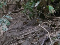 Forest Robin (Stiphrornis erythrothorax)