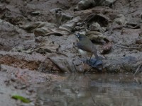 Forest Robin (Stiphrornis erythrothorax)