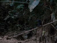 Western Bluebill (Spermophaga haematina)