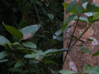 White-throated Greenbul (Phyllastrephus albigularis)