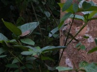 White-throated Greenbul (Phyllastrephus albigularis)