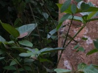 White-throated Greenbul (Phyllastrephus albigularis)