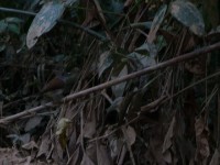 White-tailed Alethe (Alethe diademata)