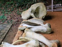 Ankasa NP bones