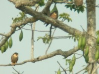 African Hobby (Falco cuvierii)