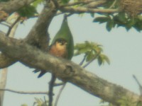 African Hobby (Falco cuvierii)