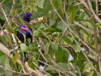 Splendid Sunbird (Cinnyris coccinigastrus)