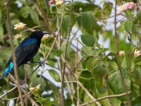 Splendid Sunbird (Cinnyris coccinigastrus)