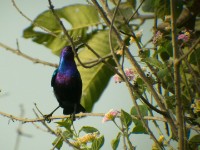 Splendid Sunbird (Cinnyris coccinigastrus)