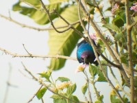 Splendid Sunbird (Cinnyris coccinigastrus)