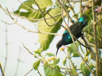 Splendid Sunbird (Cinnyris coccinigastrus)