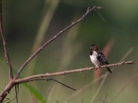 Bronze Mannikin (Lonchura cucullata)