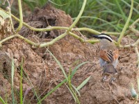 Black-crowned Tchagra (Tchagra senegalus)