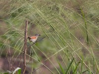 Black-crowned Tchagra (Tchagra senegalus)