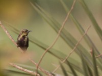 Copper Sunbird (Cinnyris cupreus)