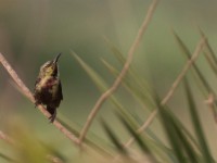 Copper Sunbird (Cinnyris cupreus)