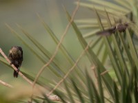 Copper Sunbird (Cinnyris cupreus)