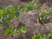 Western Yellow Wagtail (Motacilla flava)