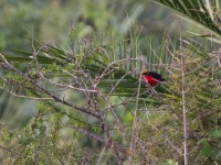 Yellow-crowned Gonolek (Laniarius barbarus)