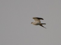 Black-winged Kite (Elanus caeruleus)