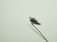 Black-winged Kite (Elanus caeruleus)