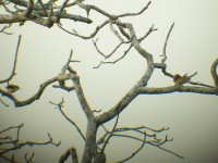 Red-winged Warbler (Heliolais erythropterus)