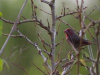 Bar-breasted Firefinch (Lagonosticta rufopicta)