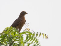 Grasshopper Buzzard (Butastur rufipennis)