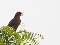 Grasshopper Buzzard (Butastur rufipennis)