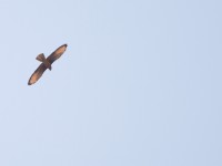 Grasshopper Buzzard (Butastur rufipennis)