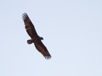 Bateleur (Terathopius ecaudatus)