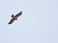 Booted Eagle (Hieraaetus pennatus)