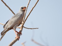 Dark Chanting Goshawk (Melierax metabates)
