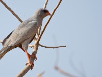 Dark Chanting Goshawk (Melierax metabates)